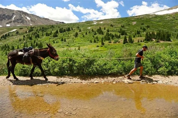 美國趕驢馬拉松爆火：一人牽一驢 能不能贏 看驢心情