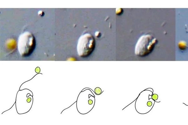 地球最早誕生的生命：光合作用都不存在 它們吃什么呢？