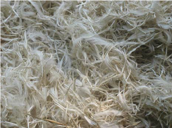 為什么有鴨絨、鵝絨羽絨服 卻沒有“雞絨”羽絨服