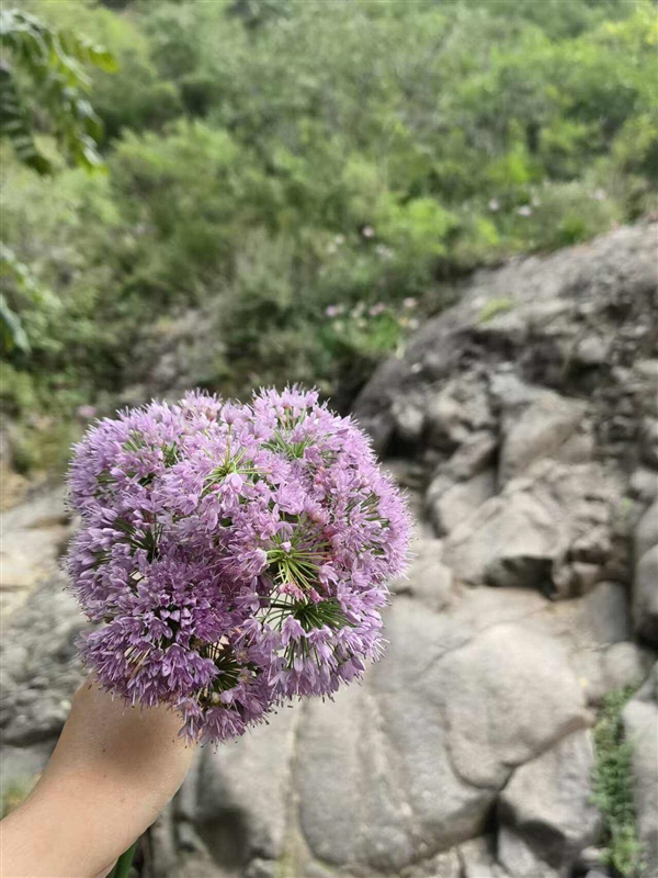 玩一次山上野采 才知道小時(shí)候錯(cuò)過了那么多
