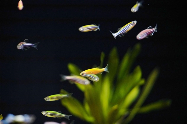 599元懶人養(yǎng)魚利器！當(dāng)貝智能魚缸1 Ultra圖賞