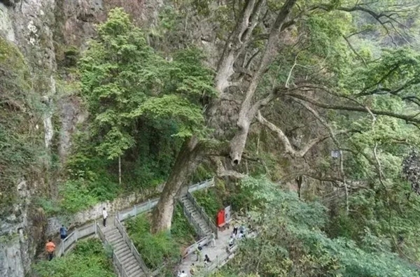 長(zhǎng)在懸崖上的2600歲楠木王多次被盜：為何如此值錢(qián)？