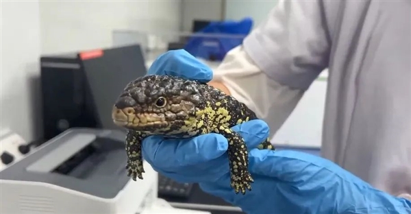 旅客身上綁藏活體松果蜥入境被查：系外來物種、我國無分布