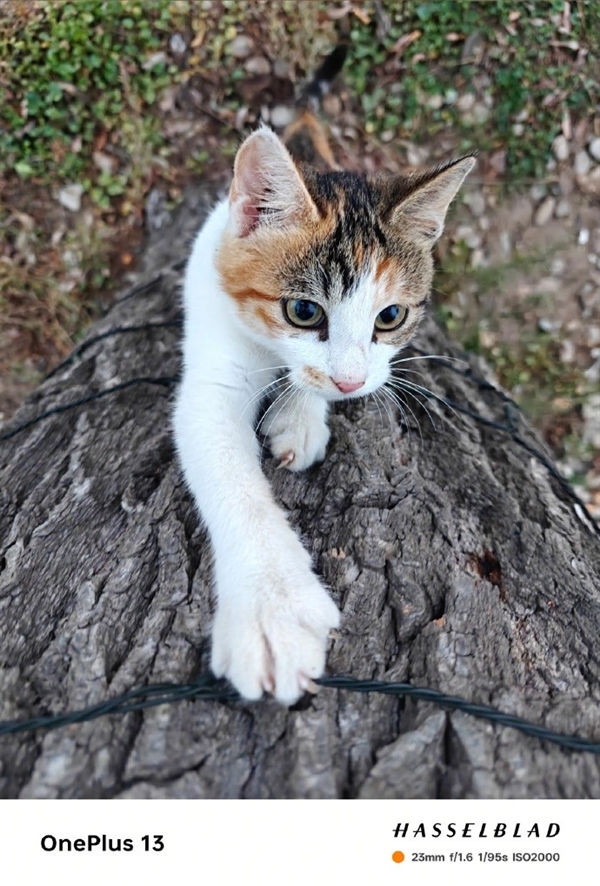 驍龍8至尊版將至 iQOO13/一加13/小米15曝光匯總