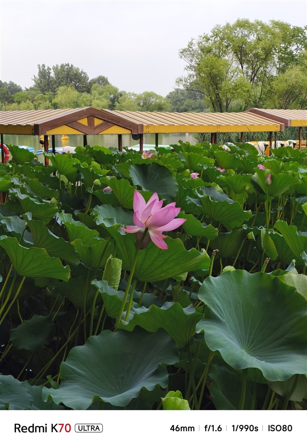 小米影像大模型賦能！Redmi K70至尊版拍照體驗(yàn)