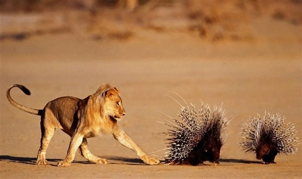 獅子為什么不敢惹豪豬：和它硬杠的 幾乎都沒(méi)有好下場(chǎng)