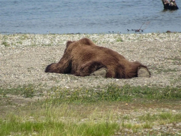 吃得太胖了怎么辦？熊在地上挖了個坑！