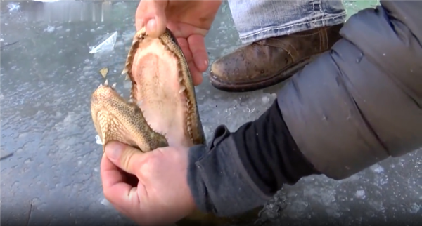 鱷魚被凍成冰棍后還能蘇醒嗎 冰凍鱷魚的鼻子我勸你別摸！