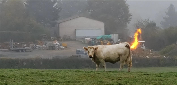 阻止全球變暖 美國(guó)出奇招：給奶牛吃小袋鼠的便便