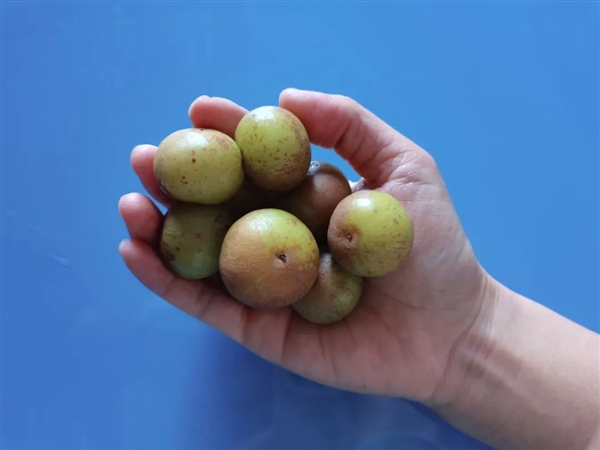 這種水果維生素C含量是橙子8倍！被譽(yù)為“竄稀神器”