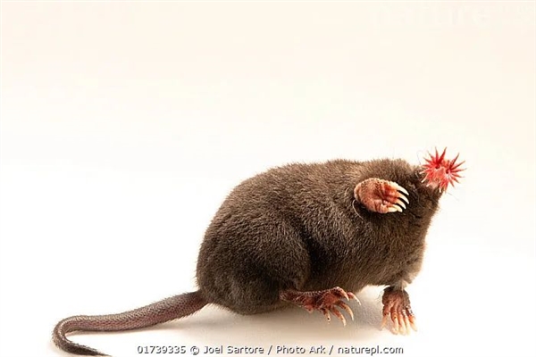 反應最快的哺乳動物：特殊的大腦 反應只需5毫秒