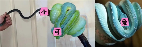 蒂芙尼藍的蛇！泰國村民瘋狂膜拜 曾賣出323萬