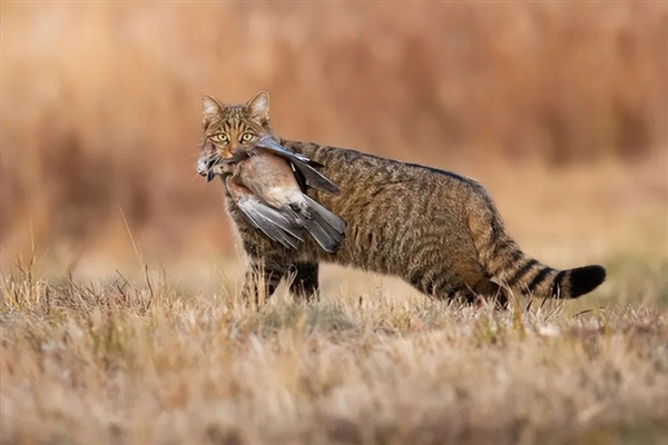 瘋狂啃食海鳥！南非欲海島空投550噸特制滅鼠藥：一鼠不留
