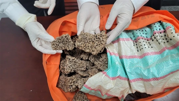 男子違規(guī)攜帶螞蟻巢穴入境被查：3.55千克、來自非洲