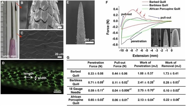 獅子為什么不敢惹豪豬：和它硬杠的 幾乎都沒(méi)有好下場(chǎng)