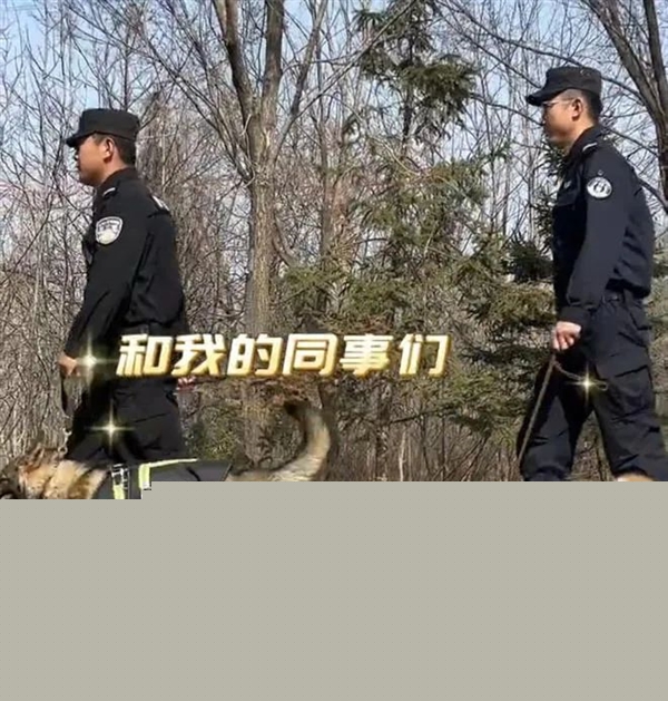 首個柯基警犬福仔亮相 出門得背著！它是怎么混上編制的