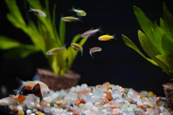 599元懶人養(yǎng)魚利器！當(dāng)貝智能魚缸1 Ultra圖賞