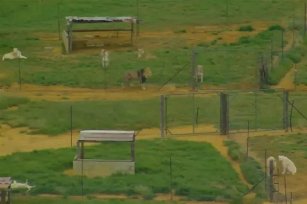 獅子不如豬！活著是獵物 死了賣肉賣骨頭：在南非居然合法