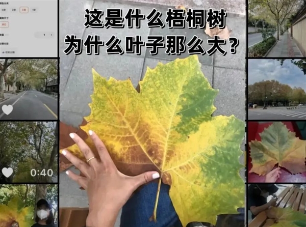 中國(guó)“棲鳳之木”正在慢慢消失 取而代之的是外來物種假梧桐