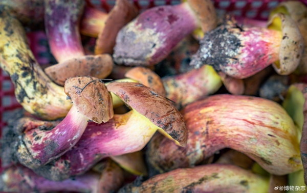 男子吃見手青中毒以為自己是奧特曼 嚴(yán)肅提醒：真不是鬧著玩