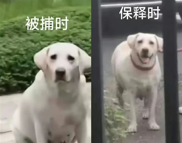 狗不栓繩：為什么受傷的總是孩子？