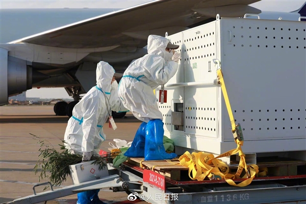 旅美20年大熊貓“丫丫”回國后首次露面：一到機場就收到了竹子、新鮮筍尖管飽