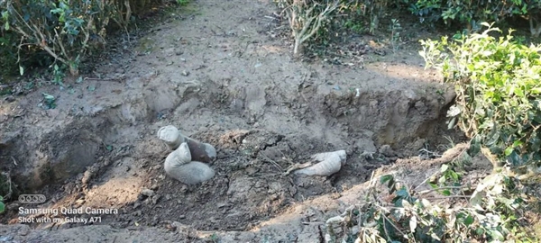 科學(xué)家首次公布亞洲象埋葬小象：似乎在舉行葬禮