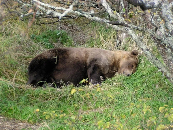吃得太胖了怎么辦？熊在地上挖了個坑！