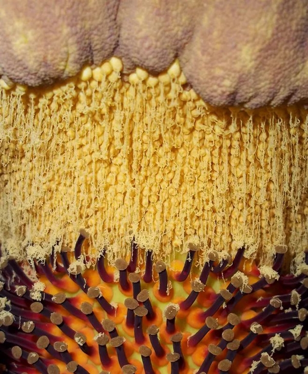 現(xiàn)實的“尸香魔芋”：看起來像鮮肉 但濃烈的動物腐爛氣味