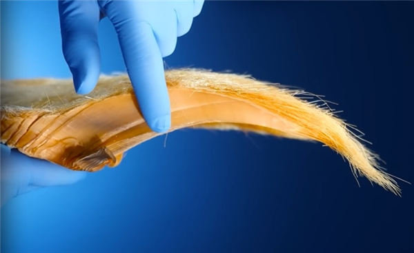 鯨須：須鯨身體最獨(dú)特結(jié)構(gòu) 到底如何幫助鯨魚進(jìn)食