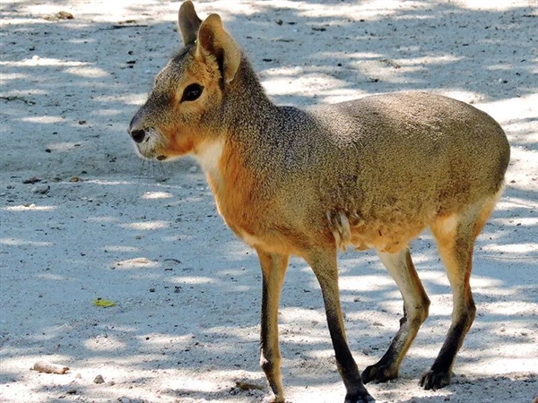 像極了野兔的“大老鼠”：表達(dá)愛意時竟然互相泚尿！