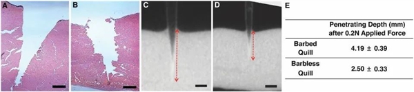 獅子為什么不敢惹豪豬：和它硬杠的 幾乎都沒(méi)有好下場(chǎng)