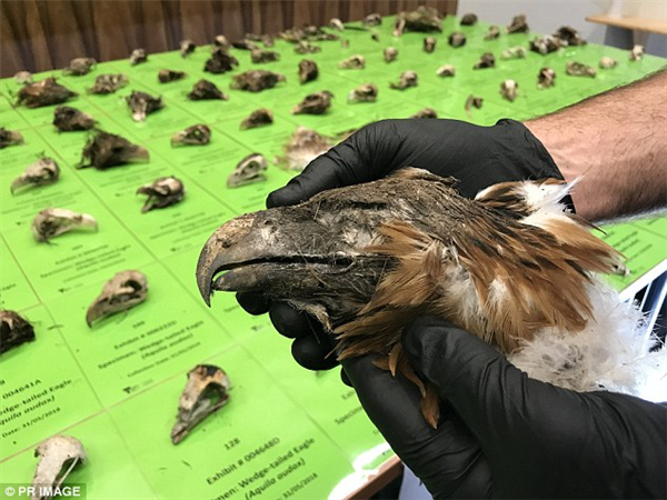 為保護小羊 男子毒殺406只楔尾鷹 入獄14天：結(jié)構(gòu)是個誤會