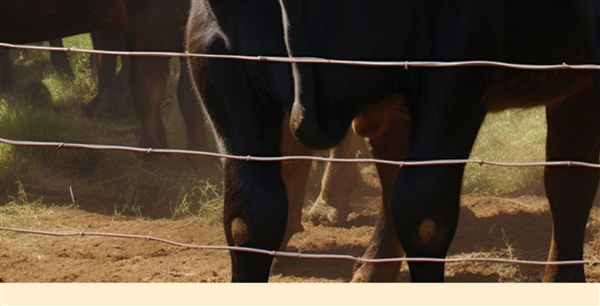 100%純牛肉：牧鮮原味牛肉餅10片39元大促（原價99元）