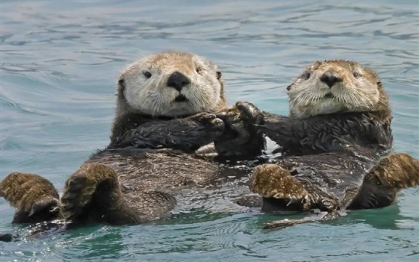 加州海獺頻繁偷搶沖浪板：原來是懷孕導(dǎo)致性情大變