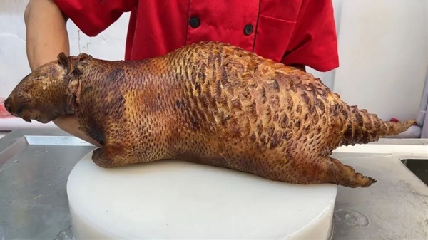 獅子為什么不敢惹豪豬：和它硬杠的 幾乎都沒(méi)有好下場(chǎng)