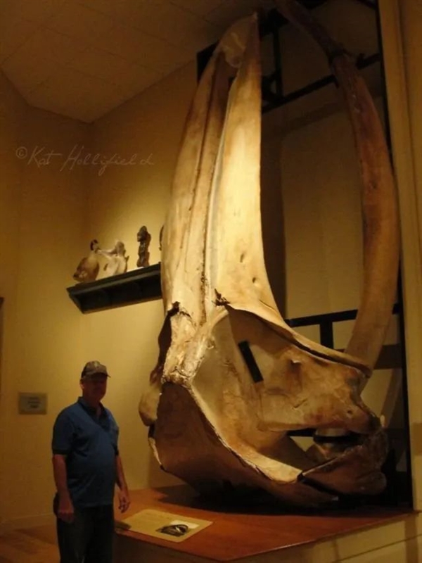 撿了10根動(dòng)物骨頭：澳大利亞2名男子差點(diǎn)進(jìn)去