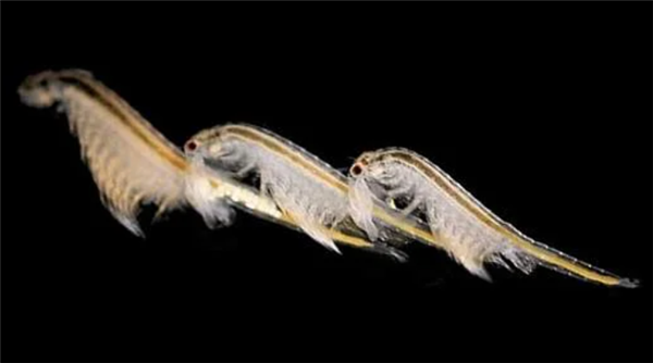 永生真能實現(xiàn)？西伯利亞凍土中沉睡4.6萬年的生物復蘇！