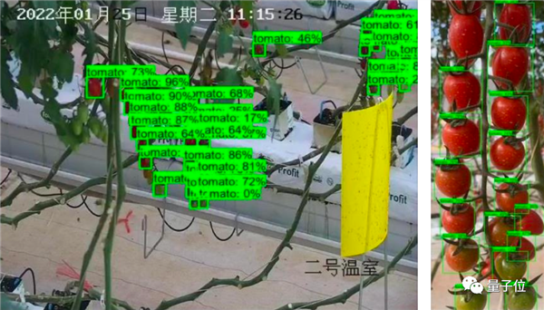 挑戰(zhàn)馬斯克“農(nóng)民”弟弟！上海交大工科博導(dǎo)帶隊(duì)種菜：三個(gè)月出奇跡