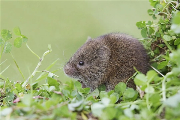 為什么動(dòng)物都直接喝生水 人類(lèi)卻不行