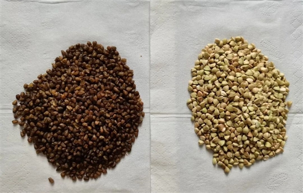 勸你多把蕎麥當主食：理由 1個就夠了！