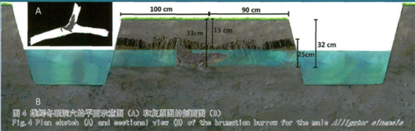 鱷魚被凍成冰棍后還能蘇醒嗎 冰凍鱷魚的鼻子我勸你別摸！