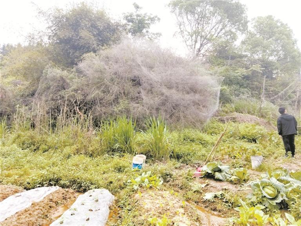 蜘蛛成精了嗎！福建驚現(xiàn)巨型“蜘蛛網(wǎng)” 一夜織成30多平方