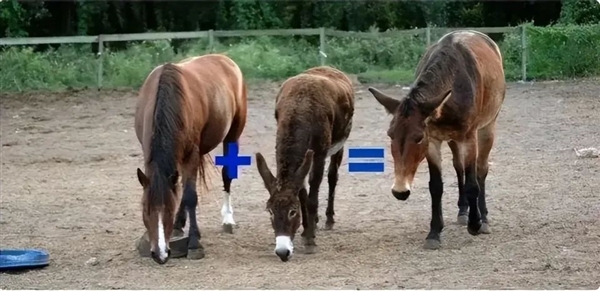 世界第一只犬狐不幸死亡！狗、狐貍怎么能生出后代呢？