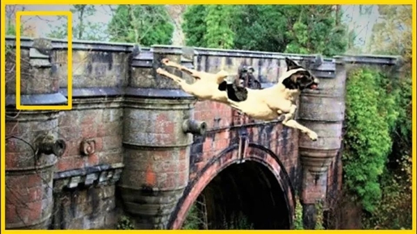 詭異的英國(guó)“死亡之橋”：600多只狗先后一躍而下