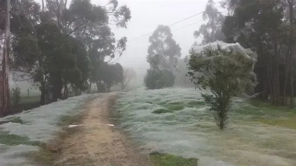 “詭異”一幕！無數(shù)蜘蛛網(wǎng)從天而降：覆蓋美國加州