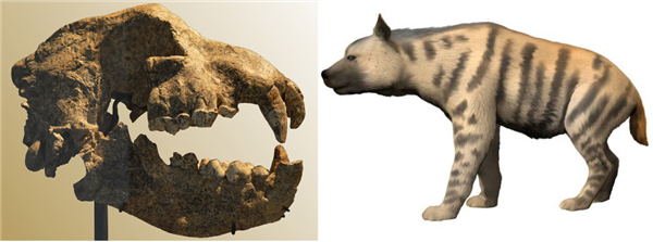 人類曾是最成功的腐食者：你的胃酸可以證明