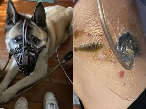 澳洲秋田犬咬傷三人！為何多國(guó)禁養(yǎng)？看似軟糯本質(zhì)是斗狗