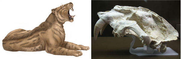 人類曾是最成功的腐食者：你的胃酸可以證明