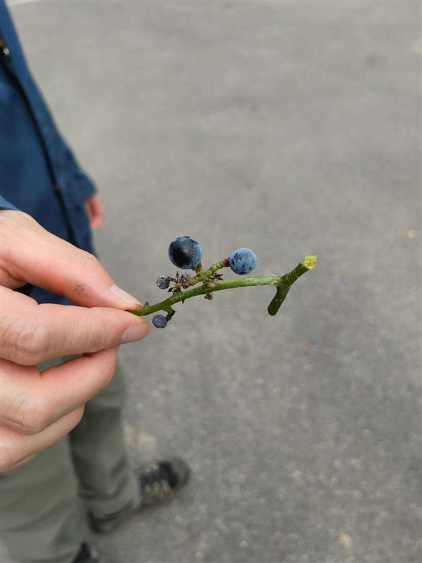 玩一次山上野采 才知道小時(shí)候錯(cuò)過了那么多